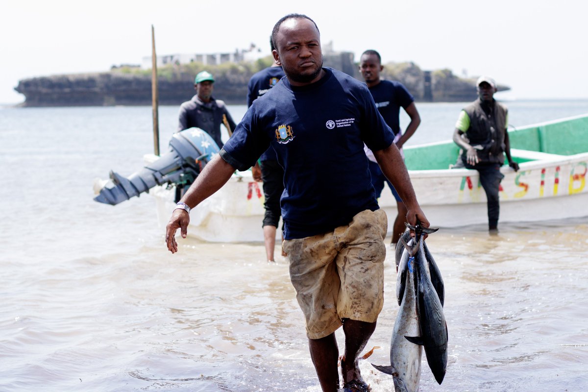 FAOSomalia's tweet photo. Under @ScrpSomalia, @FAOSomalia &amp; the Federal Govt of #Somalia empowers drought-affected coastal fishers in #Afgoye like Ismaciil &amp; Mohamed by providing #fishing inputs to increase fish landings, improve product quality &amp; strengthen #resilience against hazards🌊🐟 https://t.co/CHwUC0P9sI