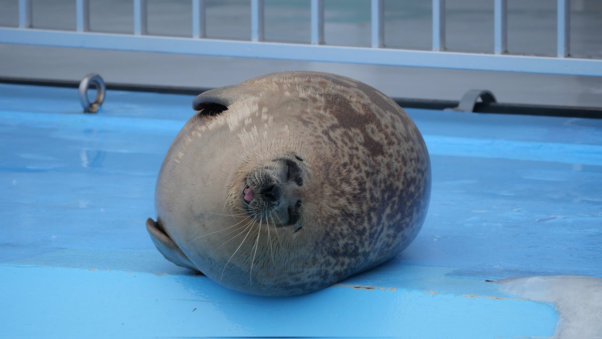 suzuk1_san_'s tweet photo. 2025.01.12
アザラシランド（とっかりセンター）

👅
#ワモンアザラシ
#よう
#ringedseal
#Yo https://t.co/dnUa8YMbyO