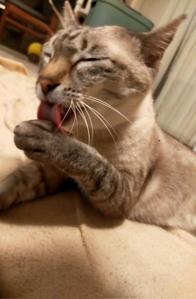 j_ashask's tweet photo. しーちゃんは元々あまり鳴かずエアにゃーばかりだったのか、年末義実家に行くため3泊程家を空けて(その間親族に世話をお願いして)帰ってきたら、めっちゃ鳴くようになった。
私が居ない間に沢山ニャアニャア呼んでるうちに鳴けるようになったのかなぁと思うと……🥲︎
 #シャムトラ https://t.co/tasoLbfIsa