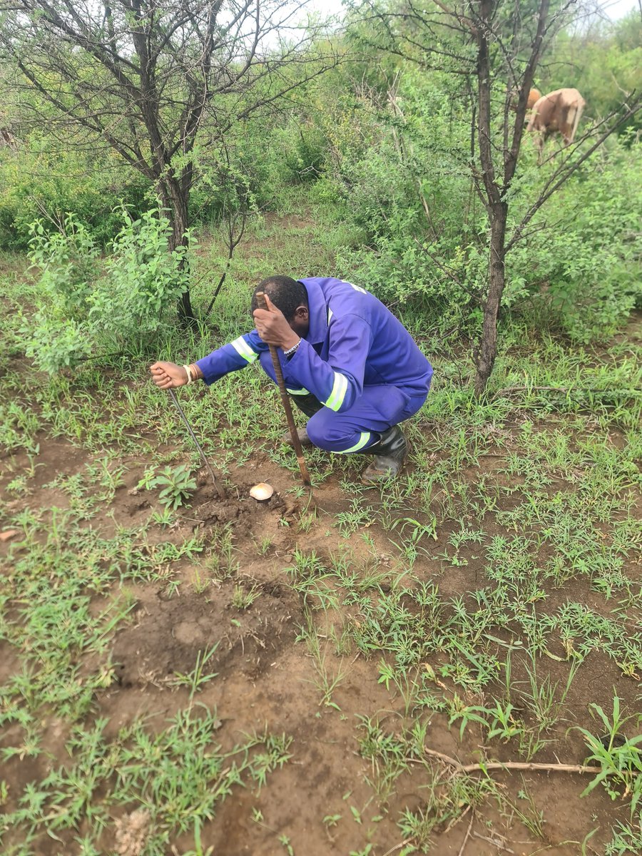 While herding cattle, we came across this mushroom. We thought of the terrible effects of mushroom poisoning during the rainy season. We urge the public not to consume mushrooms brought home by inexperienced herdboys or being sold by the roadside. They can kill whole families.
