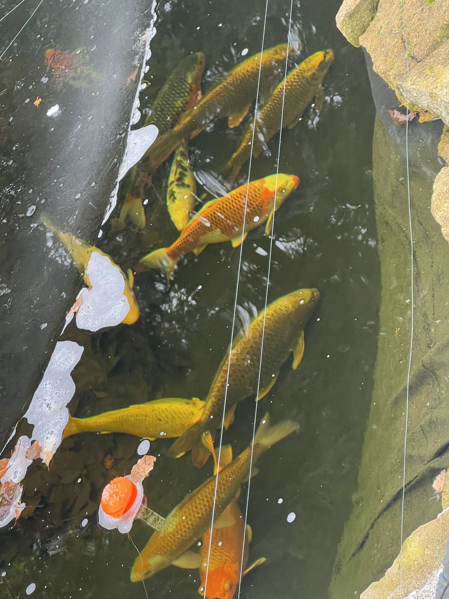CHEESETITS2011's tweet photo. They just huddle together at the bottom in the deep part this time of year waiting till their next feed in March 🥶 🐟
#MardyFish https://t.co/k5m0skU3hI