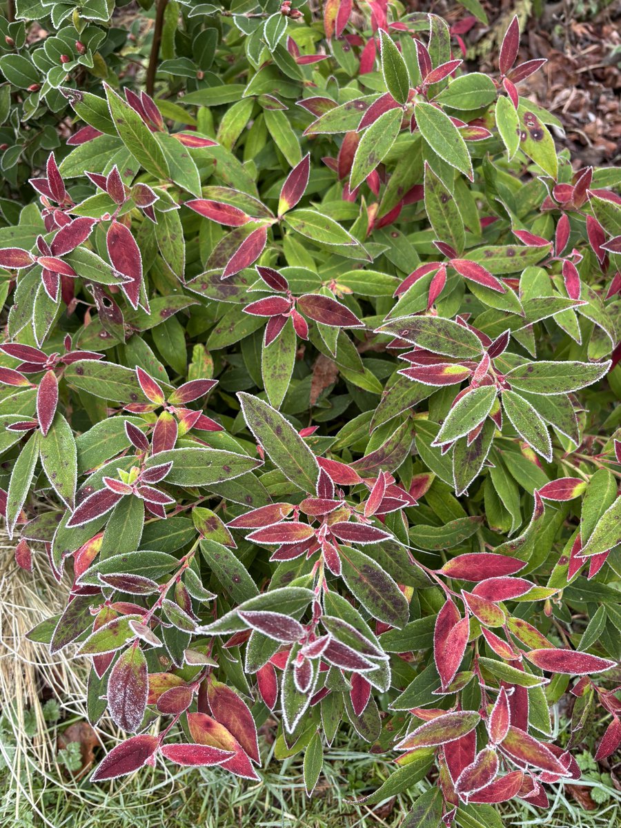 frdvil's tweet photo. Frozen #leucothoe today ❄️ https://t.co/T2FjVTljWY