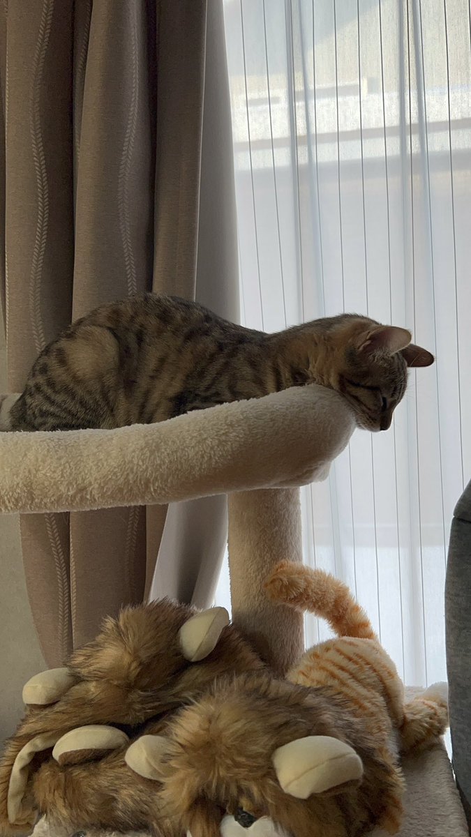 ルナちゃん、その寝方、可愛すぎるよ😹😻❤️