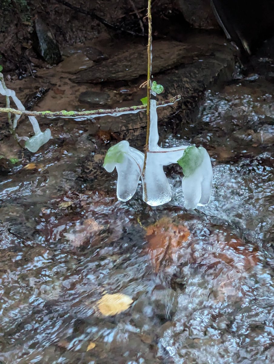 NotBadForHerAge's tweet image. The icicles over the stream were beautiful while they lasted. Someone pointed out that the first one looks like a little pony 🐎❄️ #frost #icicles #nature #Cumbria