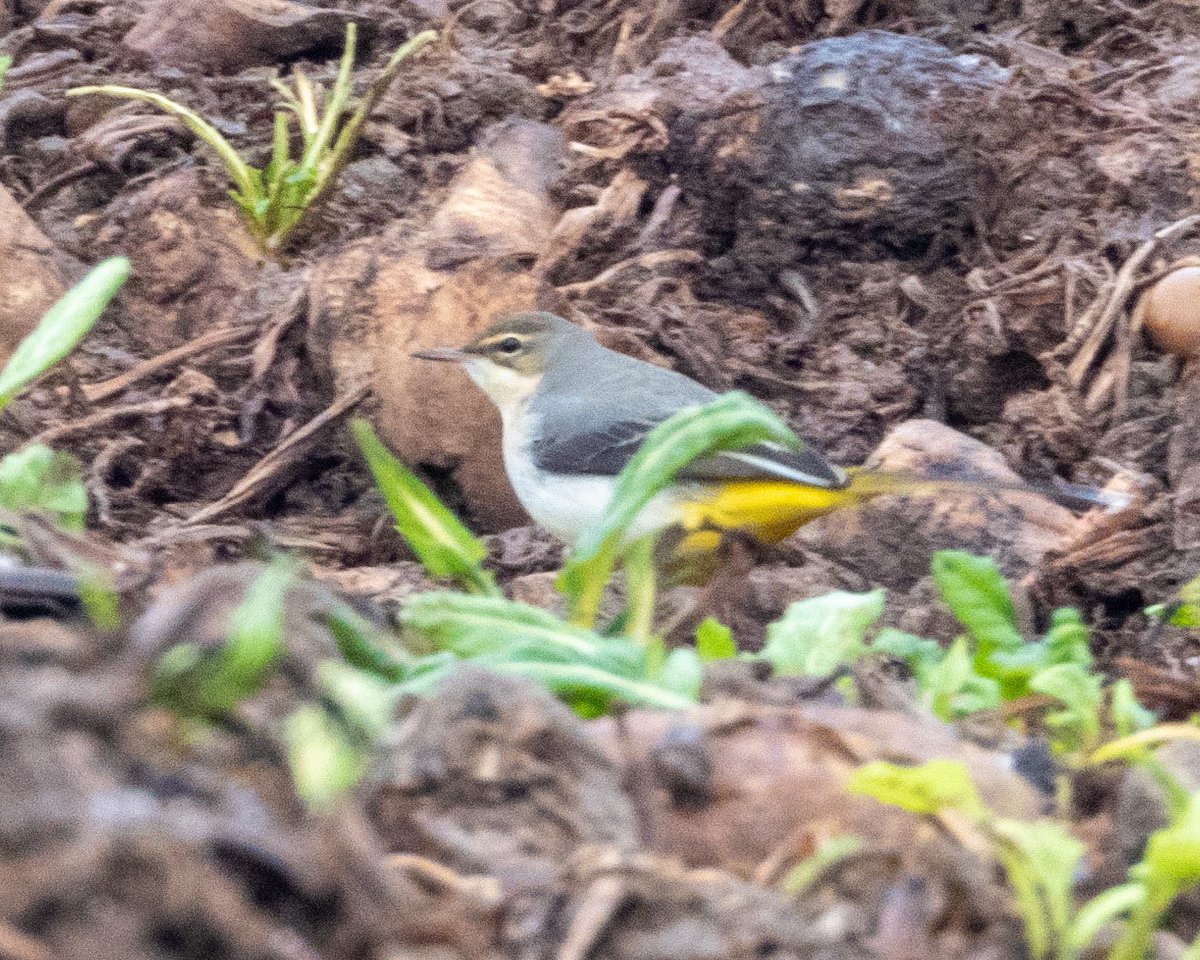 Large number of Wildfowl at Clifton this am. Mostly Wigeon, Teal, Pintail &amp; Mallard and at least 13 Pochard. Other highlights - Snipe, Peregrine, Brambling, Yellowhammer, Grey Wag &amp; Bullfinch. @WorcsBirding #Worcsbirds