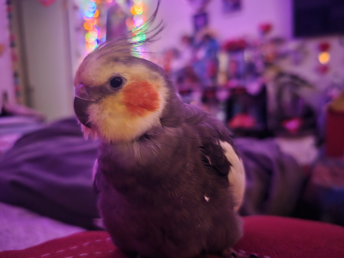 RooRootiel's tweet image. Henlo frends! I finally back noe that mumther is doing betr. I hope all frends are safe! The fire is spooky! Please take care of u self frends! ❤️