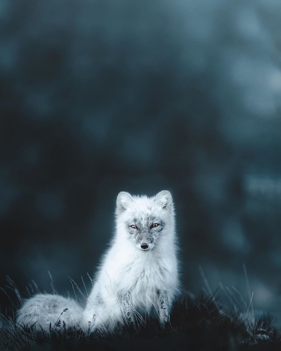 An Arctic fox roaming in Norway.