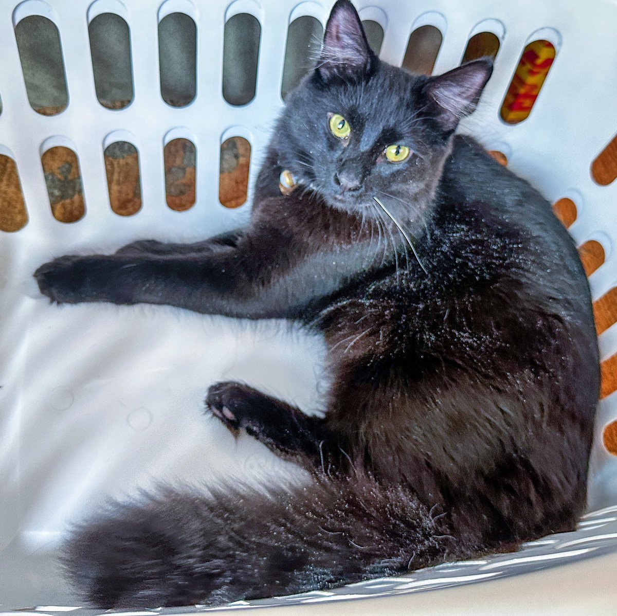 Claiming the laundry basket for ourselves for #catboxsunday  😹🐾🐾

#sundayvibes #SundayMorning #cats #CatsOfTwitter #AdoptDontShop #CatsOnTwitter