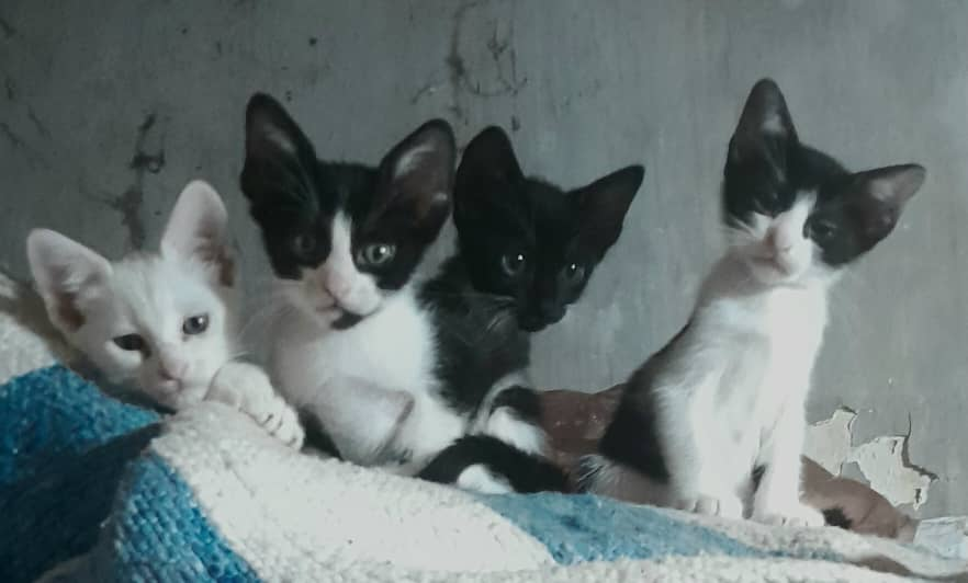 aurelia2312's tweet photo. Feliz domingo. Mami humana dijo: tete solo en la mañana y antes de dormir, luego a comer del platico. Somos curiosos y muy inteligentes. Si pueden darnos una mano con la comida mientras nos buscan adoptante sería bueno. https://t.co/dB6KRV70pV