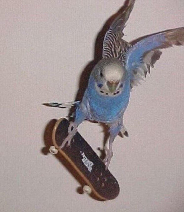 Out of Context Birds (@contextbirds) on Twitter photo 