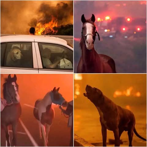 rogeliomtz75's tweet photo. Miles de animales están perdidos o desaparecidos en los incendios forestales de Los Ángeles California, pero los héroes están intensificando—rescatando mascotas, salvando la vida silvestre y ofreciendo refugio. https://t.co/i8vIBa1Q6B