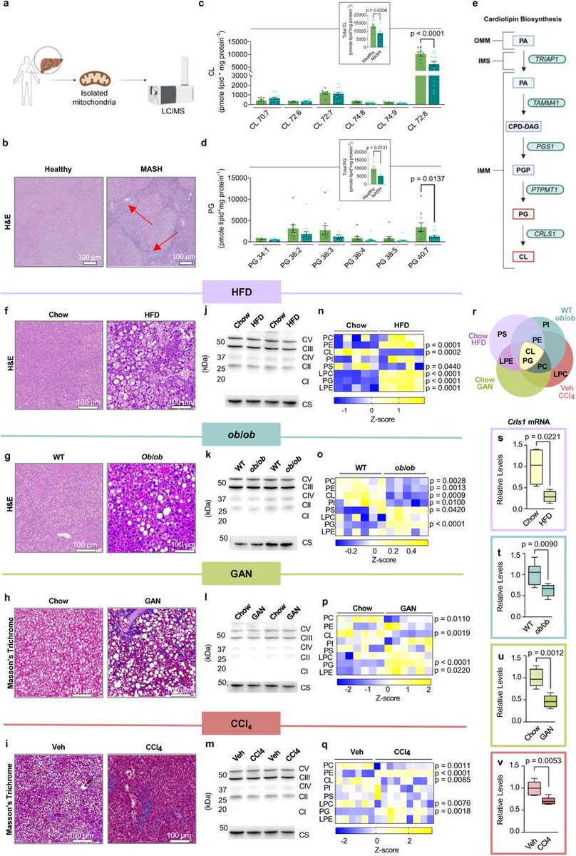 Cardiolipin deficiency disrupts CoQ-complex III interface in steatohepatitis
biorxiv.org/content/10.110…
