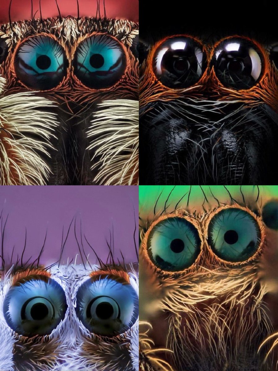 Jefersonnasa_'s tweet photo. 12. Primeros planos de ojos de araña capturados por el macrofotógrafo español Javier Rupérez. https://t.co/tA71W4RHPD