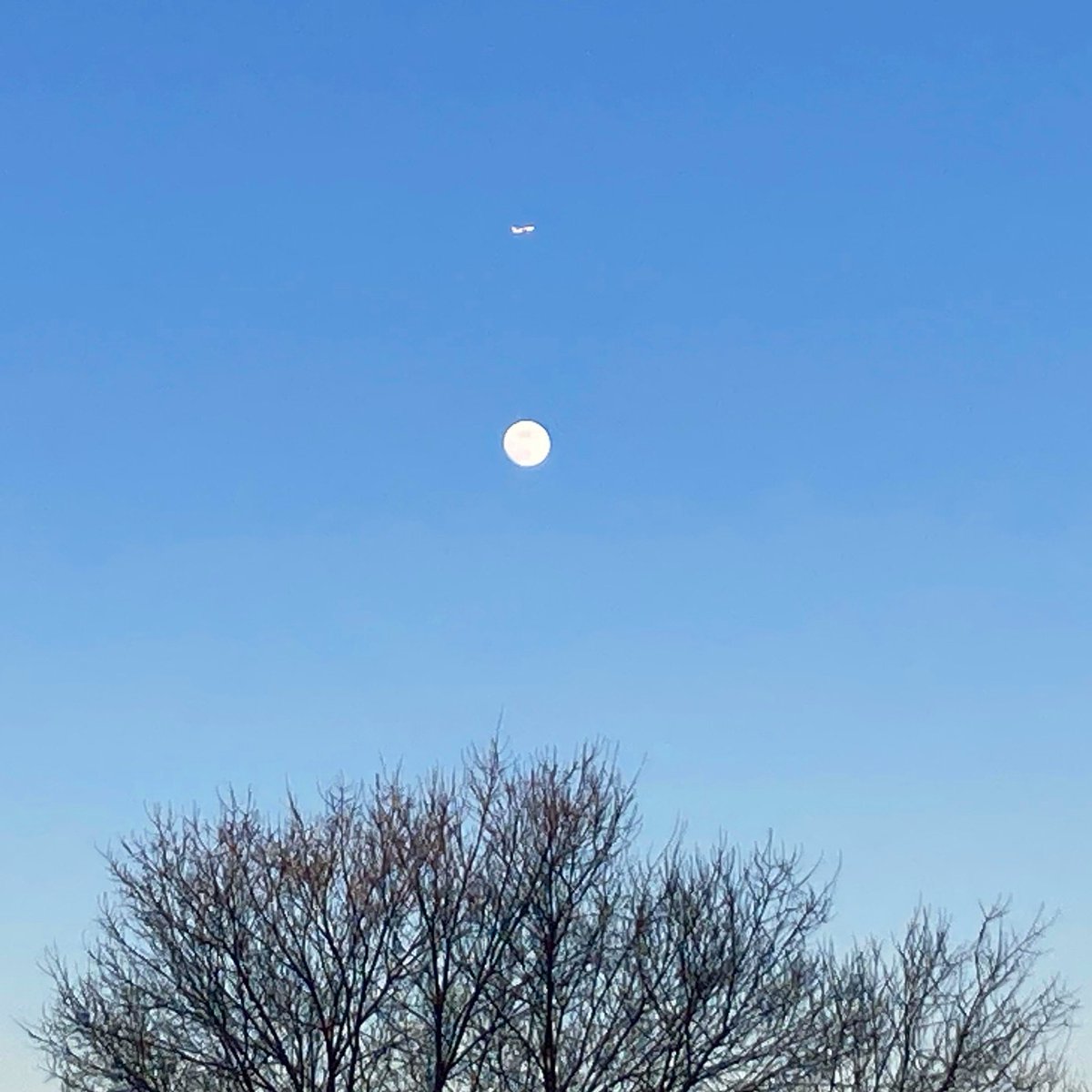 TrackDogsMusic's tweet image. Plane, moon, tree #righttimerightplace