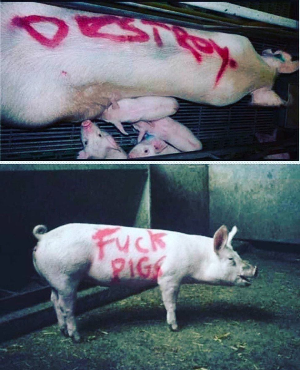 It is disturbing how farmers view animals.