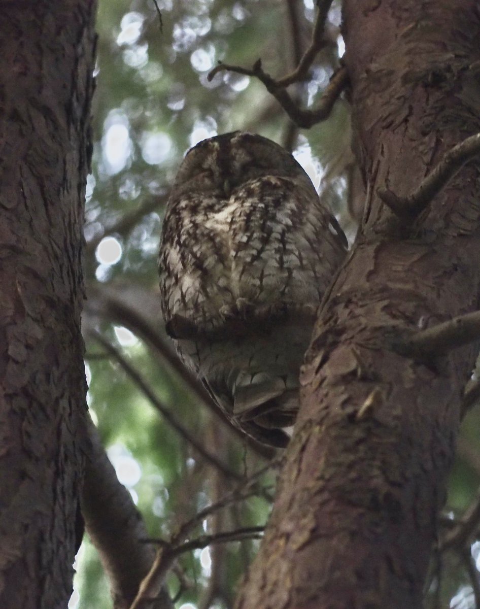 Issy Bryony Hardman tweet media