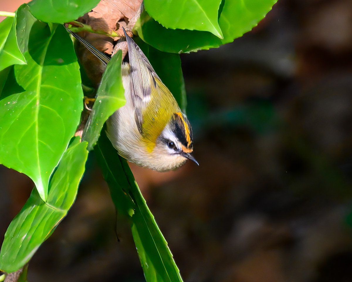 I hope you are not tired of my Firecrest photos yet...
<a href="/buteparkcardiff/">Bute Park</a>
#BirdsSeenIn2025 #birdwatching #birdphotography