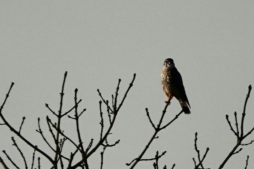 Steve Hearn (@stevesdhearn22) on Twitter photo Very surprised to see a female/ immature Merlin from our Dartmoor kitchen window earlier today! Nice addition to the garden list!
Heavily cropped record shot! <a href="/wildlife_devon/">Wildlife In Devon</a> <a href="/DevonBirds/">Devon Birds</a> Very surprised to see a female/ immature Merlin from our Dartmoor kitchen window earlier today! Nice addition to the garden list!
Heavily cropped record shot! <a href="/wildlife_devon/">Wildlife In Devon</a> <a href="/DevonBirds/">Devon Birds</a>