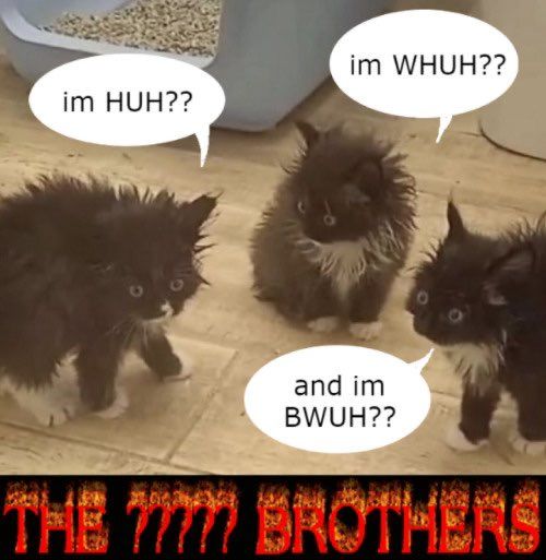 PostsOfCats's tweet photo. https://t.co/MhaImWrFQx