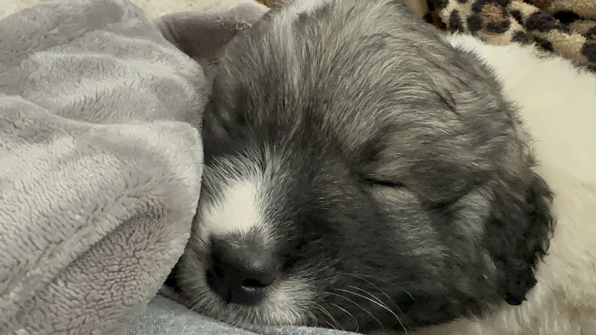 🐾 How about this sweet face for just a minute? 
🐶 He’s already growing up fast with brother Eli. 
🩷 I figure with so much happening, you need a moment just to see sweetness. 
🩶 Hang in there, everyone. 🩶
💛 Love y’all! 💛

#appalachiashomesteadwithpatara