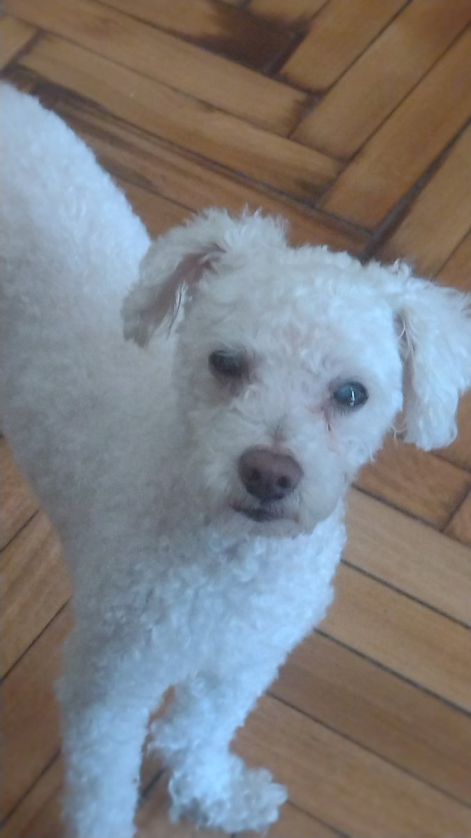 Hyspex hype tweet media