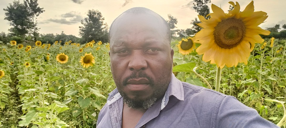 vmmuli's tweet photo. Yatta is sunflowering good https://t.co/b1ejRyoa3S