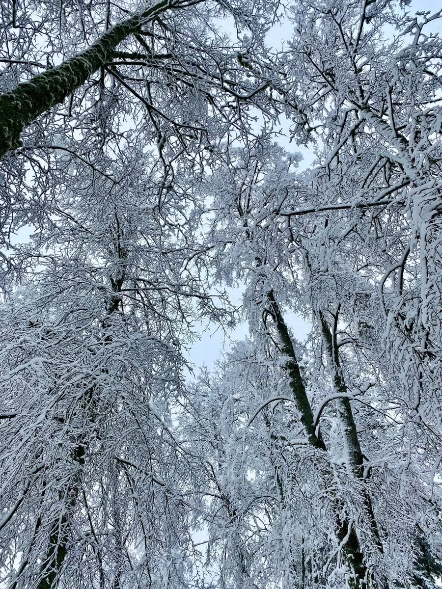 Kaik659300's tweet photo. Lost in the beauty of a winter forest ❄️🌨️ #FrozenMagic #WinterVibes #SnowCovered https://t.co/P8kmnq2LWd