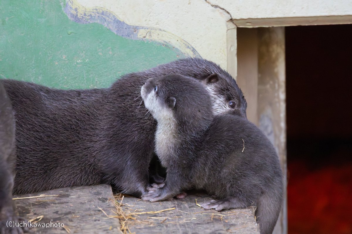 uchikawaphoto's tweet image. #智光山公園こども動物園
#コツメカワウソ
#カワウソ
#ベビウソ
