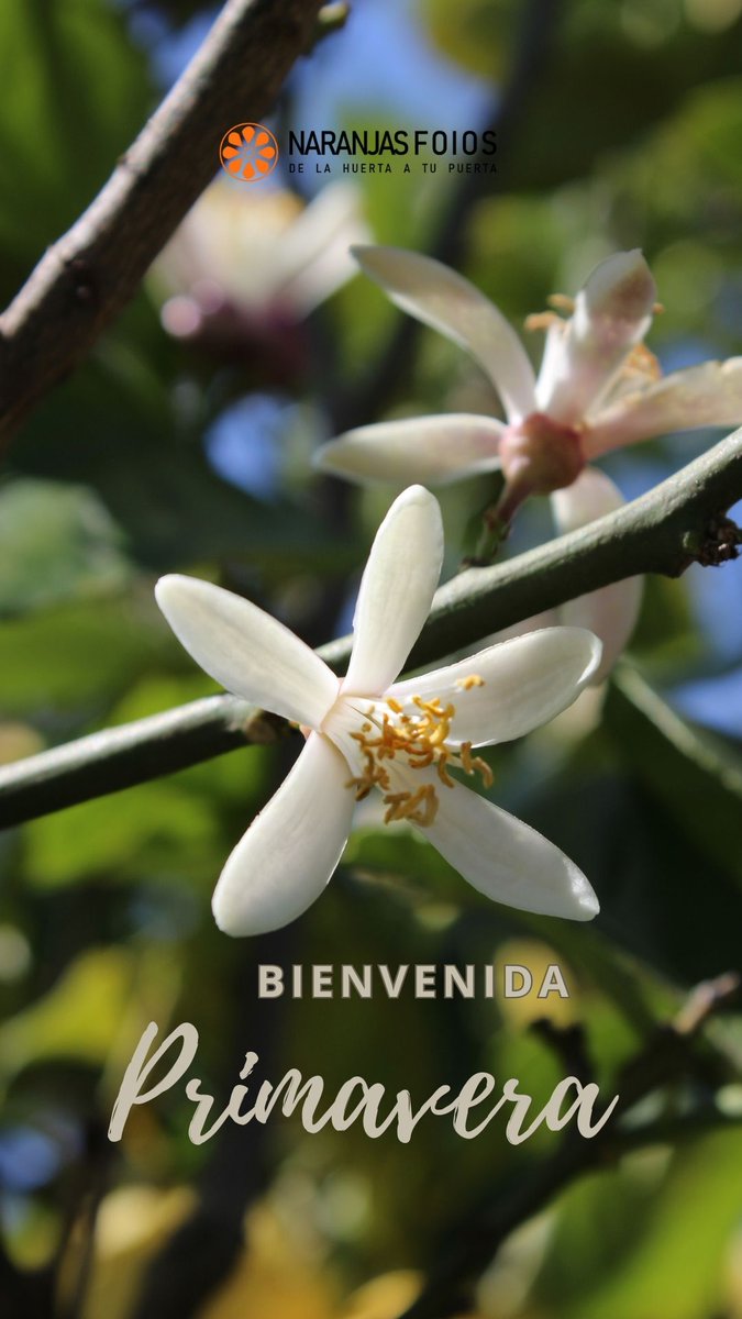 ⏰Inicio de año y Novedades NaranjasFoios🍊 - mailchi.mp/e0cdfa2b6f60/s…