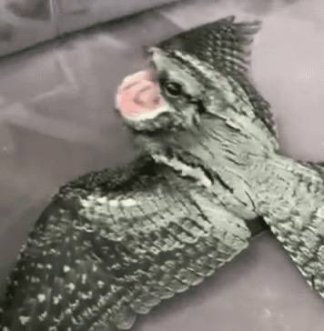 انتبهوا من ملهي الرعيان 

في السعودية يوجد طائر يعرف بإسم ملهي الرعيان هو الاسم المحلي الذي يُطلق على طائر السبد ،يُعرف بهذا الاسم بسبب عاداته الغريبة

وهناك أسطورة متداولة عنه فهل تعرفونها؟