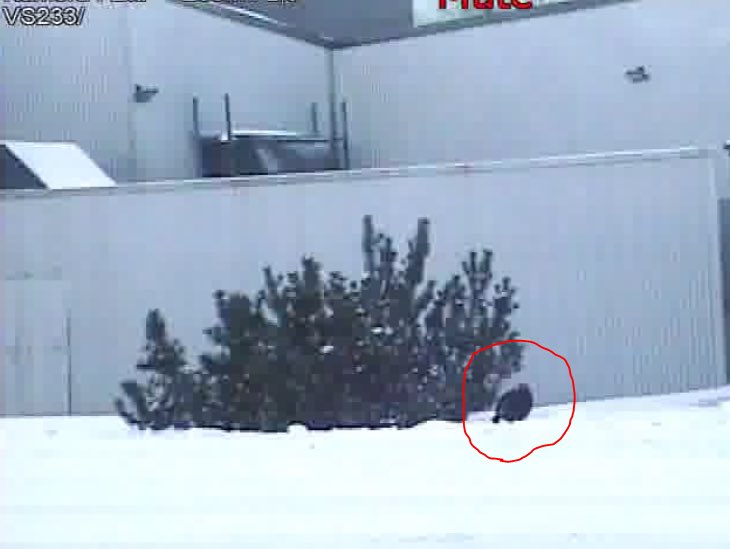 Sama kiukkuinen metso pitää Loimaata niskalenkissä.

Tällä kertaa ukko päätyi tuijotuskilpailuun poliisin kanssa.

Tällä kertaa tyyppi väisti haavin ja lensi rakennuksen katolle.  

Siellä nyt naksuttelee ihmettelijöille rakkauttaan.

#eläintehtävät 
#lspoliisi
#poliisi
 #loimaa