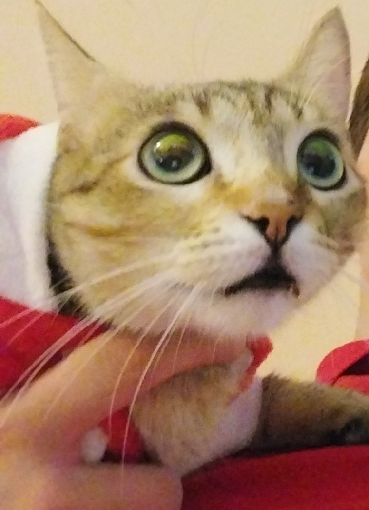 InfernoKittyInf's tweet photo. @CaseOh__ I got a KITTY too... A X-MAS KITTY!!!! https://t.co/eByxw9f8O6