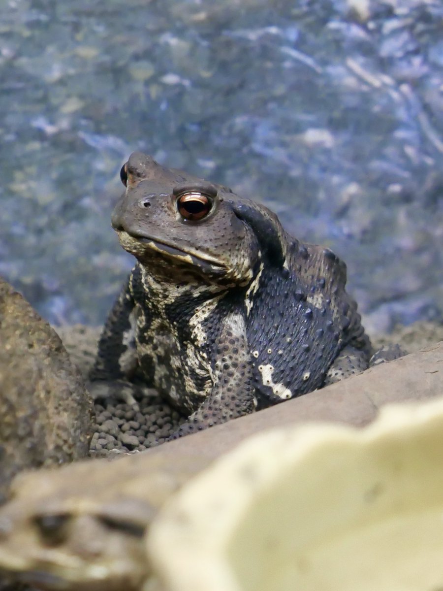 noborun63's tweet photo. ニホンヒキガエル 
姫路市立水族館 

📷LUMIX LX100M2

#写真好きな人と繋がりたい 
#japanesetoad https://t.co/PethV6FHzY
