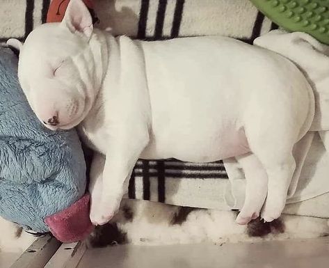 dogsheetcoin's tweet photo. dogsheet morning https://t.co/c8tlRm0fo3