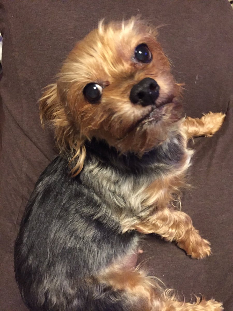 hotshot_rc's tweet photo. 1月9日23時にうめちゃんが亡くなりました
16歳天寿を全うしたと思います
うめちゃんから癒やしや笑いなどかけがえのないものをたくさん貰っていたのだと改めて思いました
うめちゃんありがとう！愛してるよ https://t.co/5PuBtfLCxf