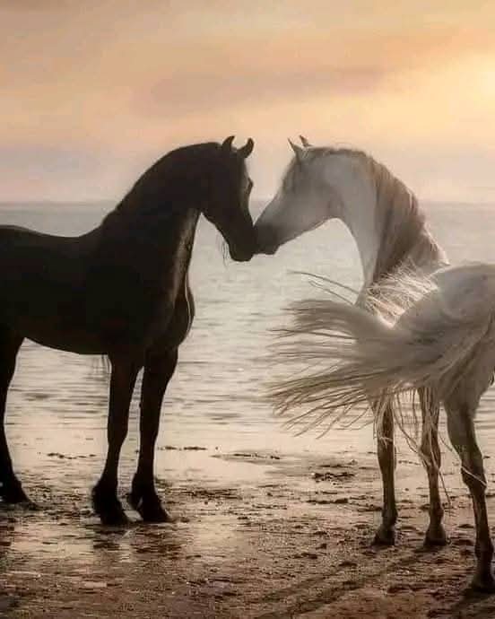 الوفاءُ في الحبّ ليسَ مذلّة .. 
والعطاء ليسَ شراء قُرب ..
والسؤال ليسَ تضييقاً وملاحقة .
والاهتمام ليسَ مراقبة ..
والبقاء بالقرب ليس تطفّلاً ..
والمواساة ليست شفقة .. 
والكلام العذب ليسَ تصنّعاً 
الحبّ هو أن ترى كلّ ذلكَ جميلاً 
 دون أن يكون له معنى آخر .سوى أنه حُب ♥ لا غير