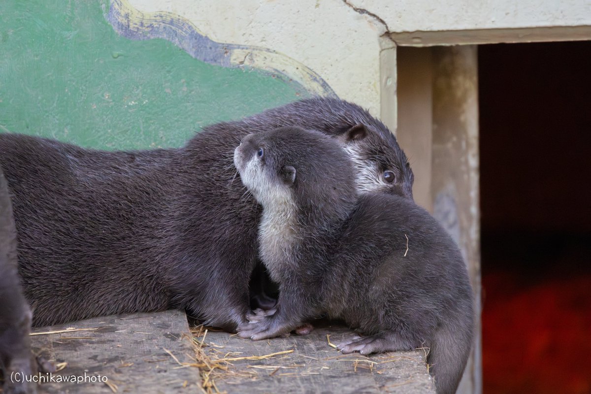 かわうそ(・ᴥ・) (@iF9kOxq2miU6JaD) / Posts / X