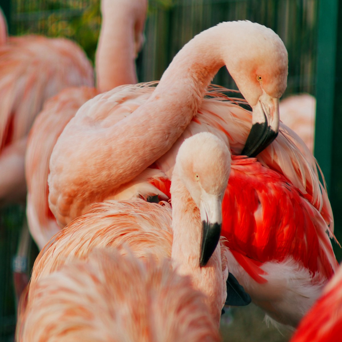 The flamingos are soaking up the sunshine! 🦩🌞

💭 Did you know these stunning birds owe their iconic pink colour to their diet rich in shrimp and algae? They really are what they eat!  

#Flamingos #BanhamZoo #SundayVibes