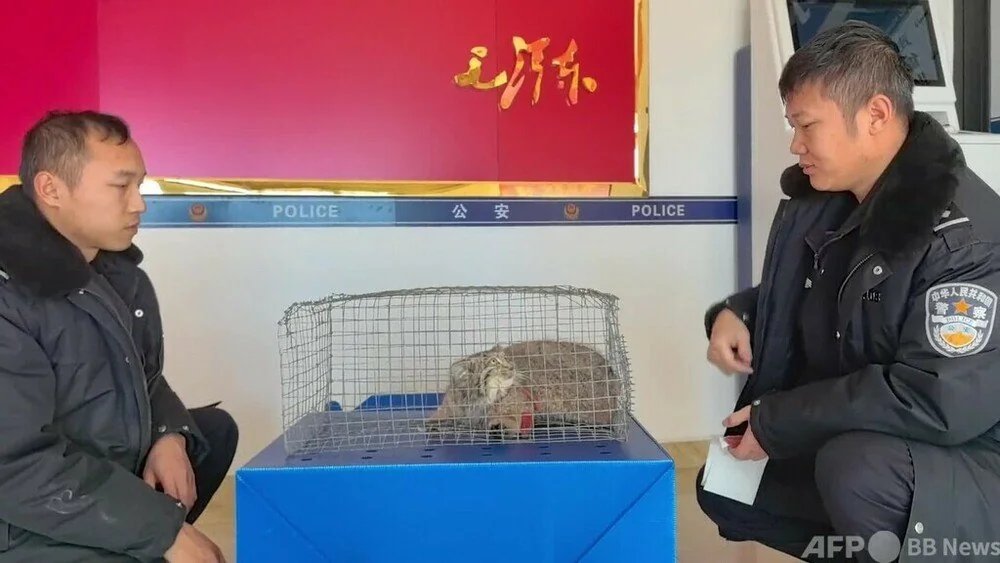 PallasGem's tweet photo. Pallas cat arrested in China for attacking cattle :( https://t.co/9jkCFtPs3S