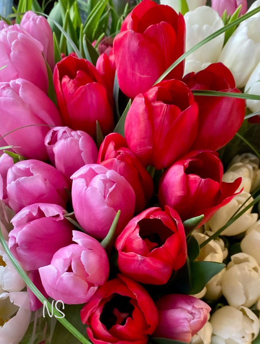 nsaidian's tweet photo. Good morning X World 🌷🌷

#SundayMorning #CoffeeTime 
#PeaceAndLove 🕊️ https://t.co/rnfnoh5hCt