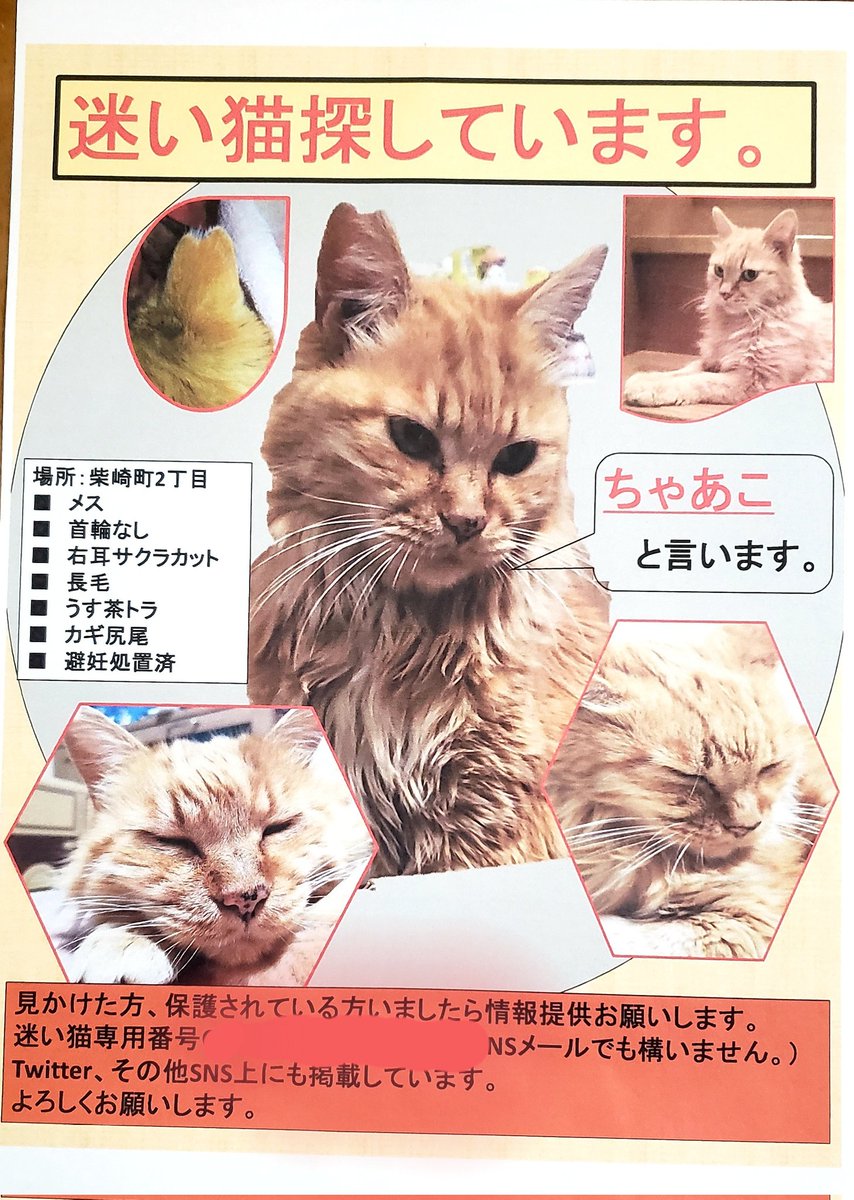 kaito65437124's tweet photo. 令和4年3月28日からうちの猫が姿が見えなくなりました。😢諦めず探しています😖保護してる方、又は見かけた方情報等、些細なことでもかまいませんご連絡いただければありがたいです🙇宜しくお願い致します😺#拡散希望 https://t.co/IGCUzHjT4v