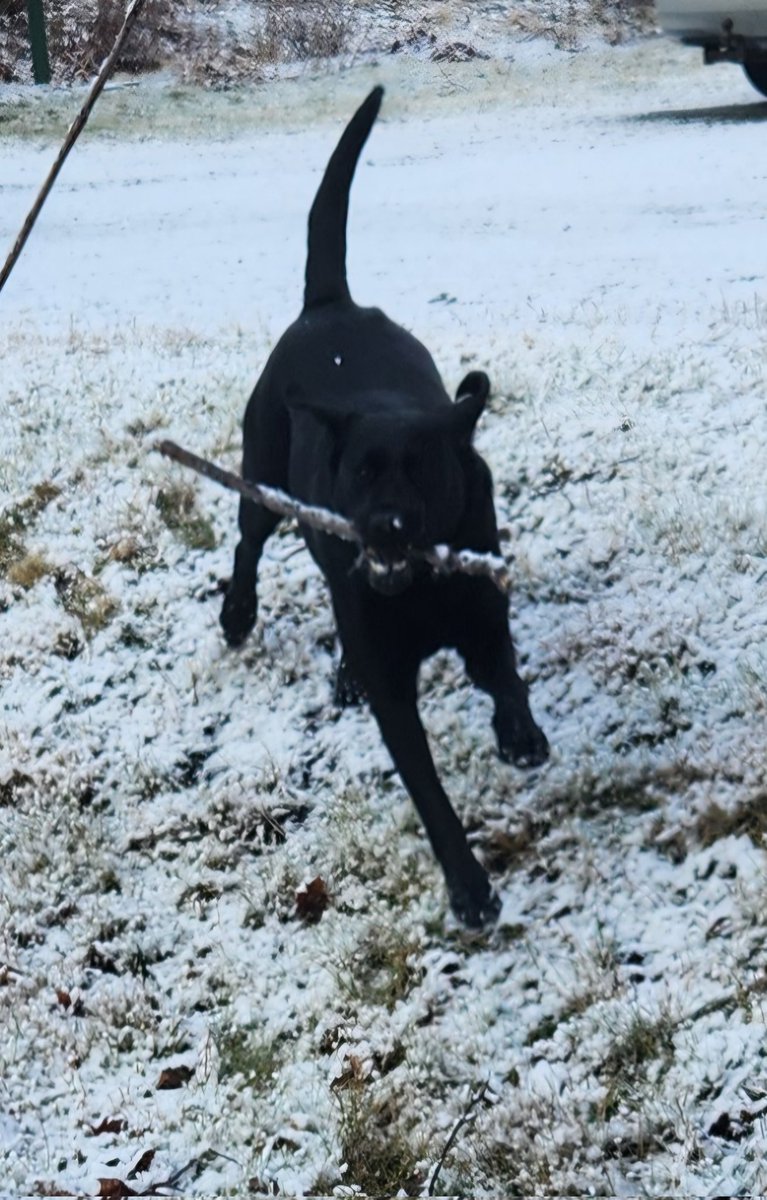 WeirErnie's tweet photo. #WeekBforBB #AlphabetChallenge Boys makes snow Ball makes Bob the miniature snowman, Black dog Brings Branch, Breaks Bob, RIP Bob, and lastly Bob 2 https://t.co/VaD8wClC6x