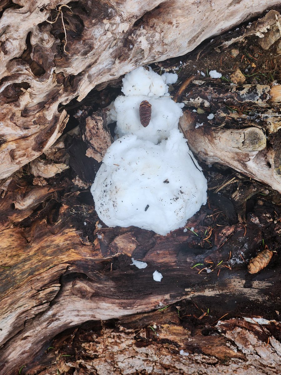 WeirErnie's tweet photo. #WeekBforBB #AlphabetChallenge Boys makes snow Ball makes Bob the miniature snowman, Black dog Brings Branch, Breaks Bob, RIP Bob, and lastly Bob 2 https://t.co/VaD8wClC6x