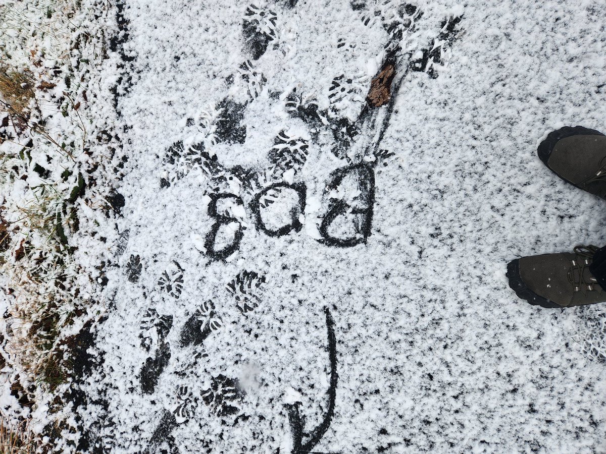 WeirErnie's tweet photo. #WeekBforBB #AlphabetChallenge Boys makes snow Ball makes Bob the miniature snowman, Black dog Brings Branch, Breaks Bob, RIP Bob, and lastly Bob 2 https://t.co/VaD8wClC6x