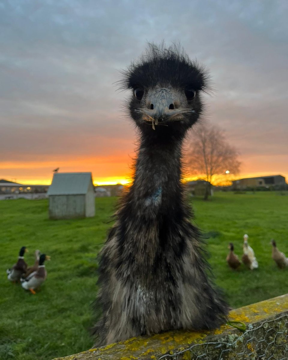 Greendale Farm Shop tweet media