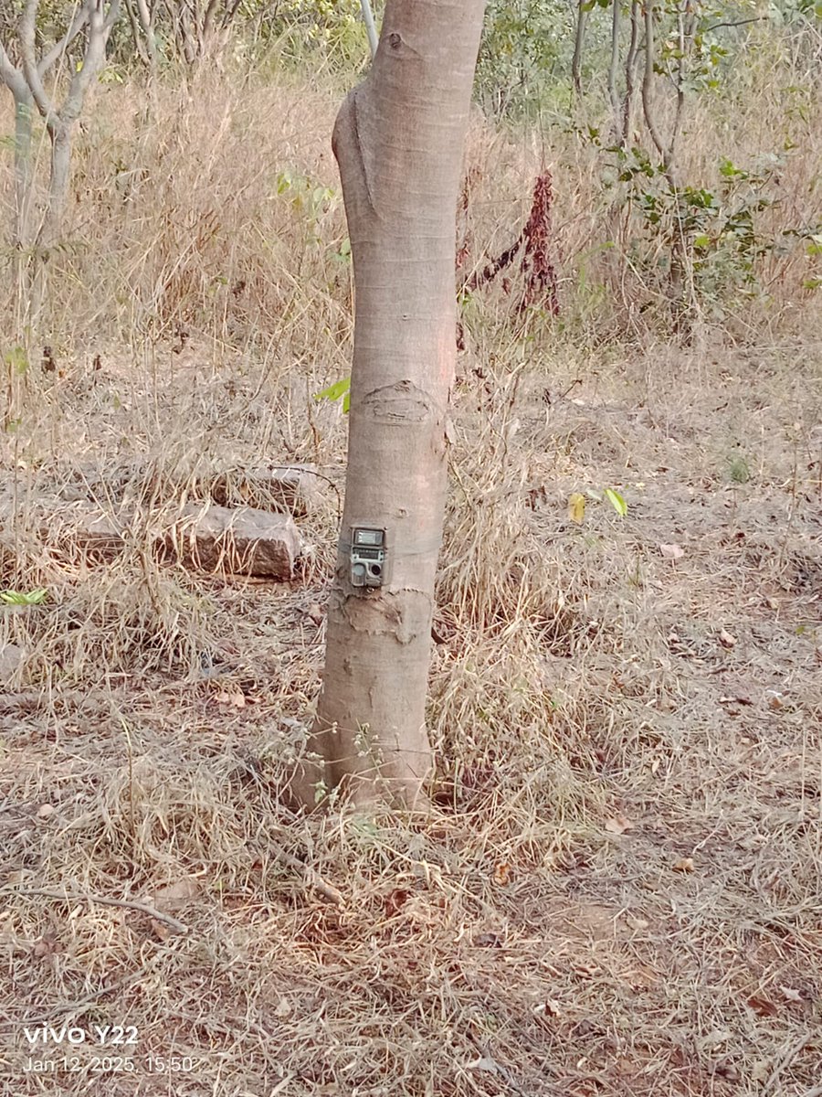 pasham_deepika's tweet photo. Four camera traps installed in Professor #Jayashankar Telangana State #Agricultural University limits as there were complaints for last 3days on suspected #pugmarks. We found no evidence of any wild animal- FDO Shamshabad Vijayanada Rao & Dr Hussain, Incharge Security Officer https://t.co/yJN8Ro1W2f
