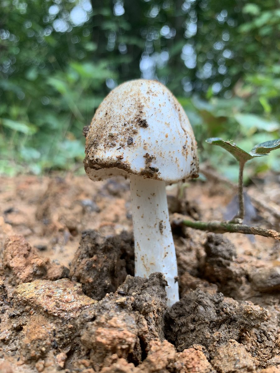 Stark788768's tweet photo. Mushroom! https://t.co/lEBrohfnYS