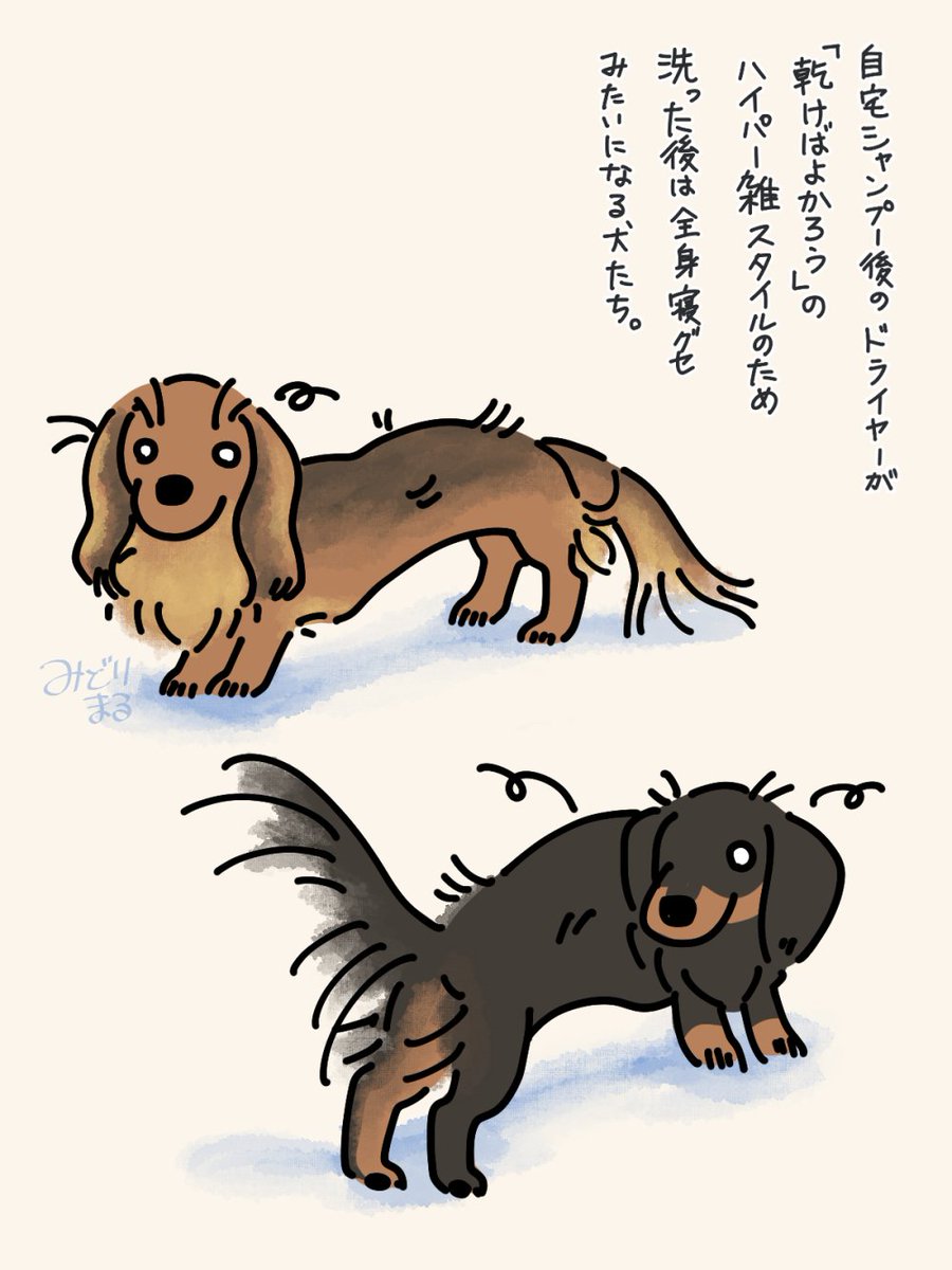 シャンプー前のほうが見た目は綺麗 