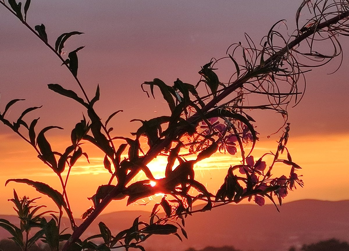 Hess Brigitte tweet media