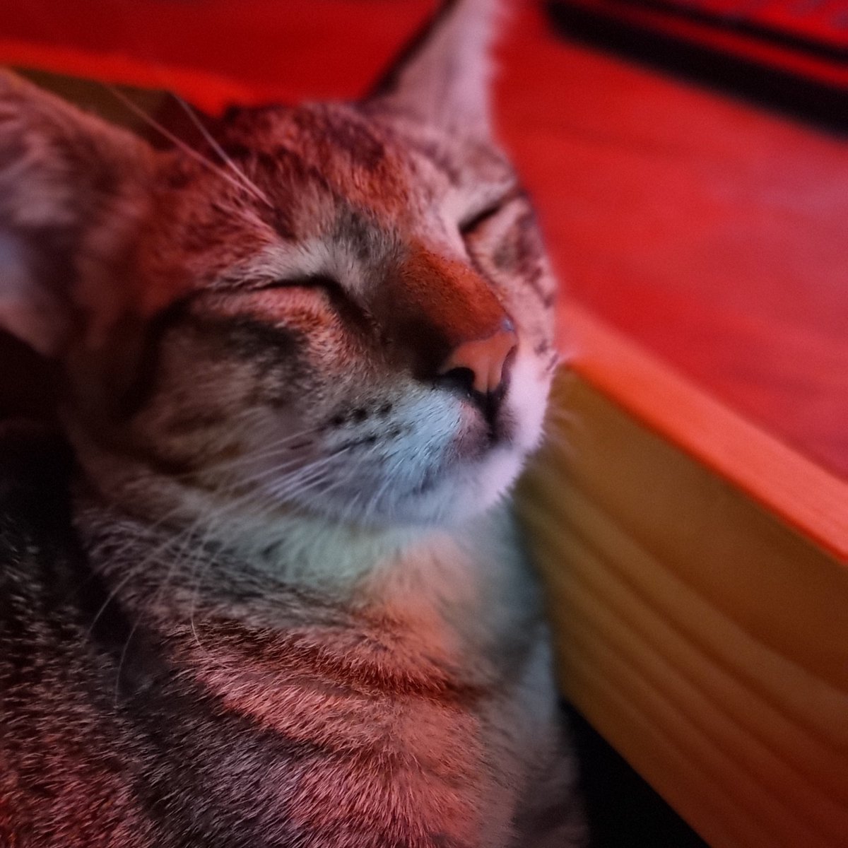 NayaLisa_VT's tweet photo. I took a nap and almost didn’t wake up til tomorrow. Missed stream because of it though so have another cat pic as apology 🫰 https://t.co/CqJYXUHfNB